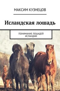 Исландская лошадь. Понимание лошадей Исландии