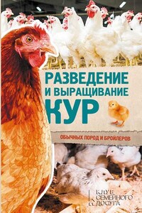 Разведение и выращивание кур обычных пород и бройлеров