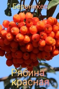 Рябина красная